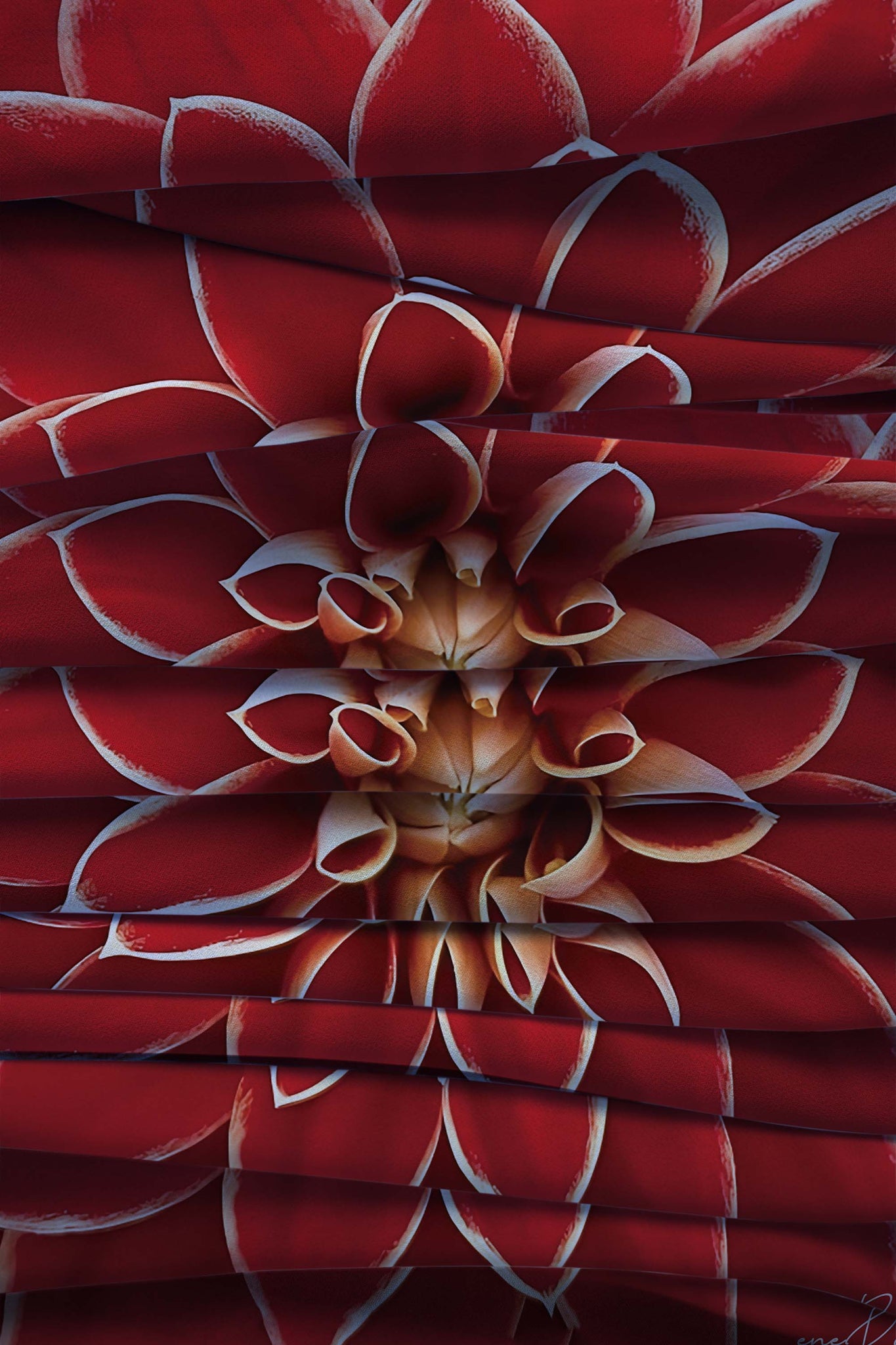 AFRICAN DAISY - SILK SCARF